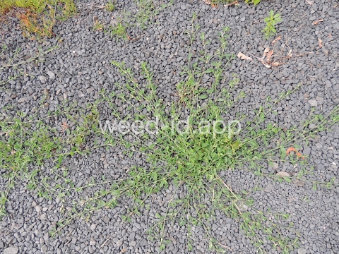 knotweed, prostrate